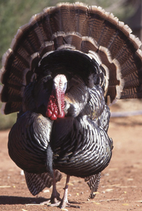 Photo of a wild turkey